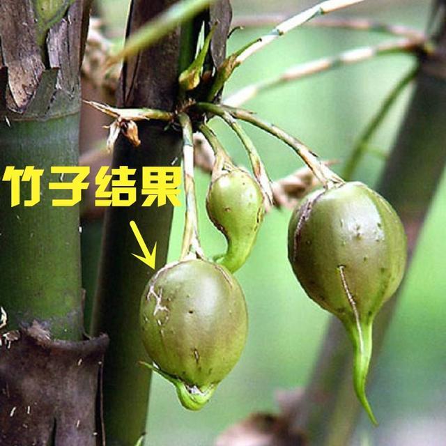 松果为什么会开花 t0138c9fbfbb6beb587.jpg?size=640x640