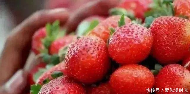 熟透啦!2019重庆最全草莓采摘地图,速速收藏!