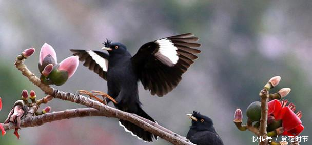 八哥鸟吃什么食物这些饲养方式你了解吗