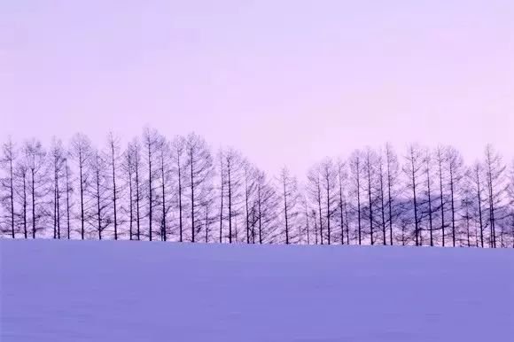 没有樱花没有雪 夏天的北海道依旧挤破头