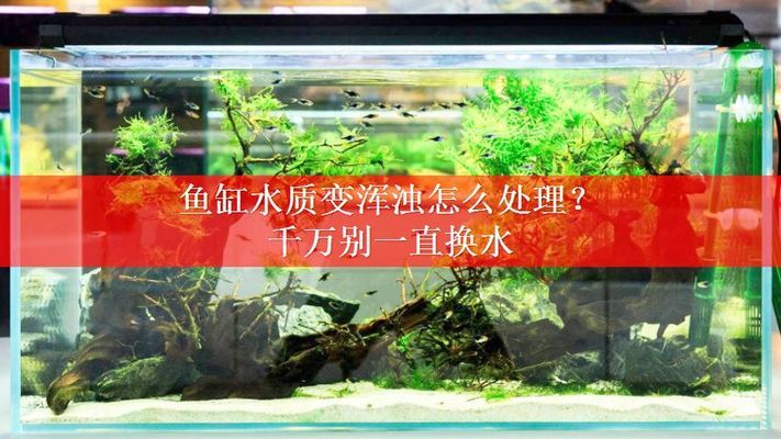 南京哪里有賣金魚缸的地方(南京買魚缸批發(fā)市場)