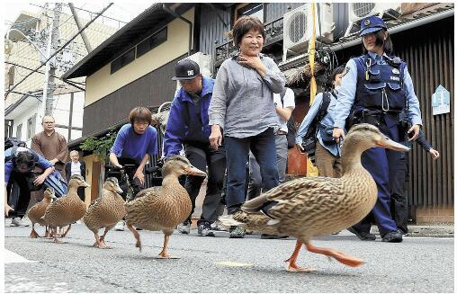 鸭妈妈带领鸭宝宝"搬家" 警察为其保驾护航