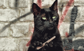 你家的黑猫有穿白色内裤吗? - 360娱乐,你开心就好