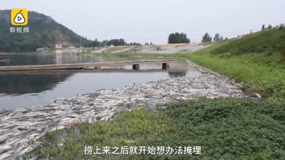 山东枣庄:6万斤鱼缺氧死亡 养鱼场损失超过40万元