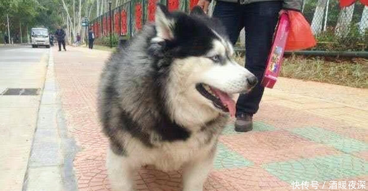 主人反对二哈和柯基在一起,还是被生的宝宝气