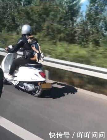 宠主带狗骑车,柴犬像书包一样,被背在身后,这是