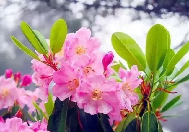 江西:不是所有的杜鹃花都叫映山红!三清山杜鹃