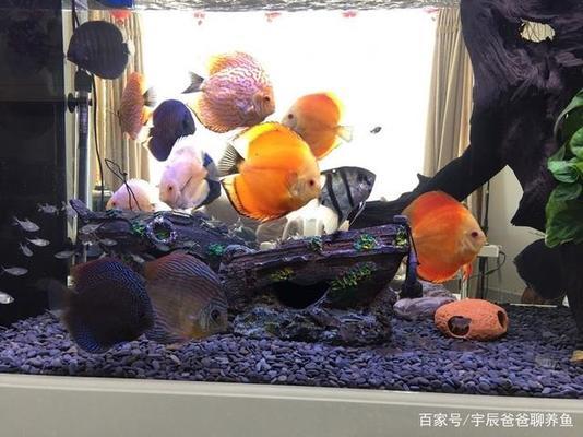 彩蝶魚缸型號(hào)怎么看圖解（彩蝶魚缸型號(hào)怎么看圖解視頻） 祥龍水族醫(yī)院