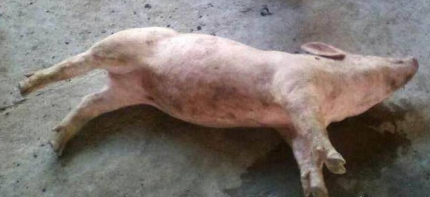 30斤小猪发烧41℃,倒地抽搐,养殖户知道是什么