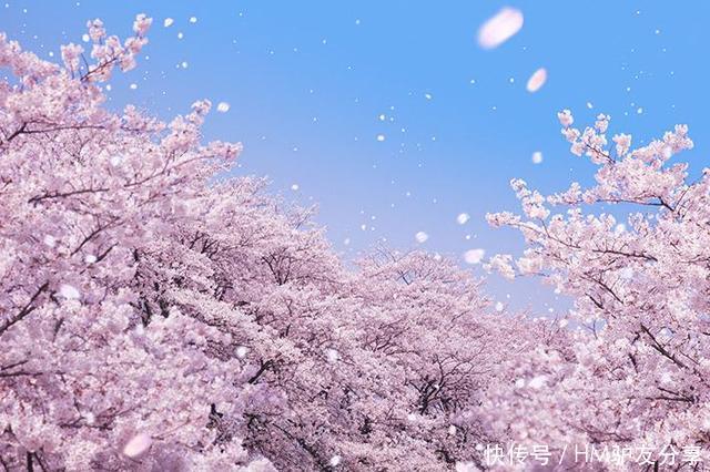中国樱花惊艳全世界,共超过70万株名贵樱花树