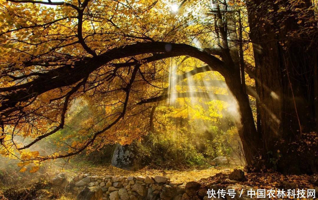 乡村振兴的五大战略目标与途径