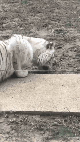 t013f02a3d68fc5db2c.gif?size=280x494