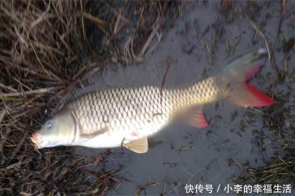 怎样野钓鲤鱼，鱼星泛滥，不咬钩怎么办，有什么妙招技巧可以爆护