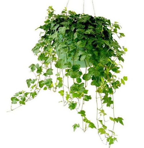 养花技巧:这些花可以净化空气,你养了哪几种?