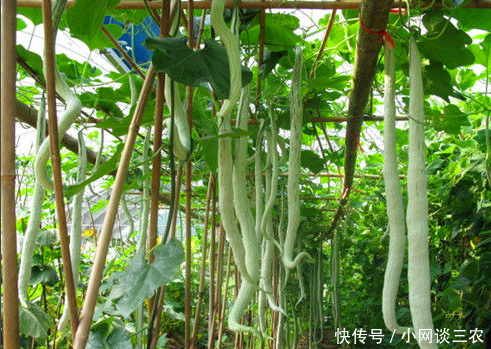生活在农村,夏天常吃这些野菜可以排毒养颜,清