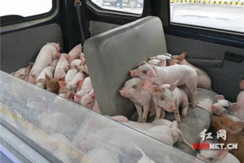 七座面包车里挤了50多头猪 驾驶员:就想图省事