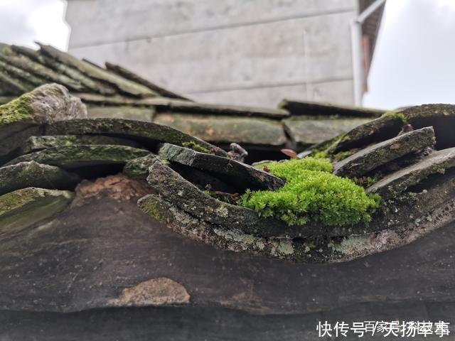 华为P30 Pro拍照体验50倍混合变焦提供更多丰