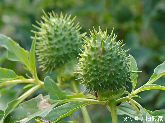 农村有一种很危险的水果,人称“刺苹果”,全身都是刺还含有剧毒