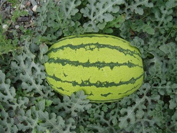 西瓜怎么长得那么大 t01467bb9c99dadf974.jpg