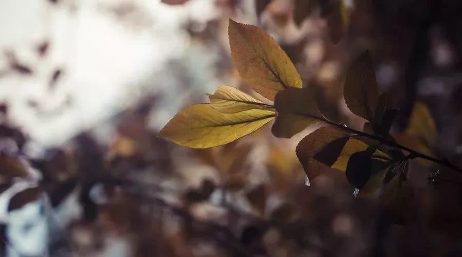 六根清净是哪六根?