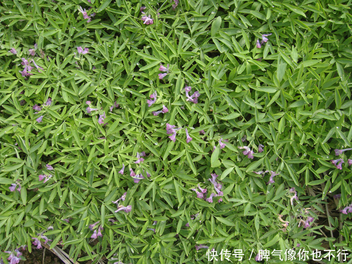 农村地里不起眼的这三种野菜,凉血消肿,还活血化瘀,你吃过吗