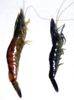 运动会吉祥物牛设计图