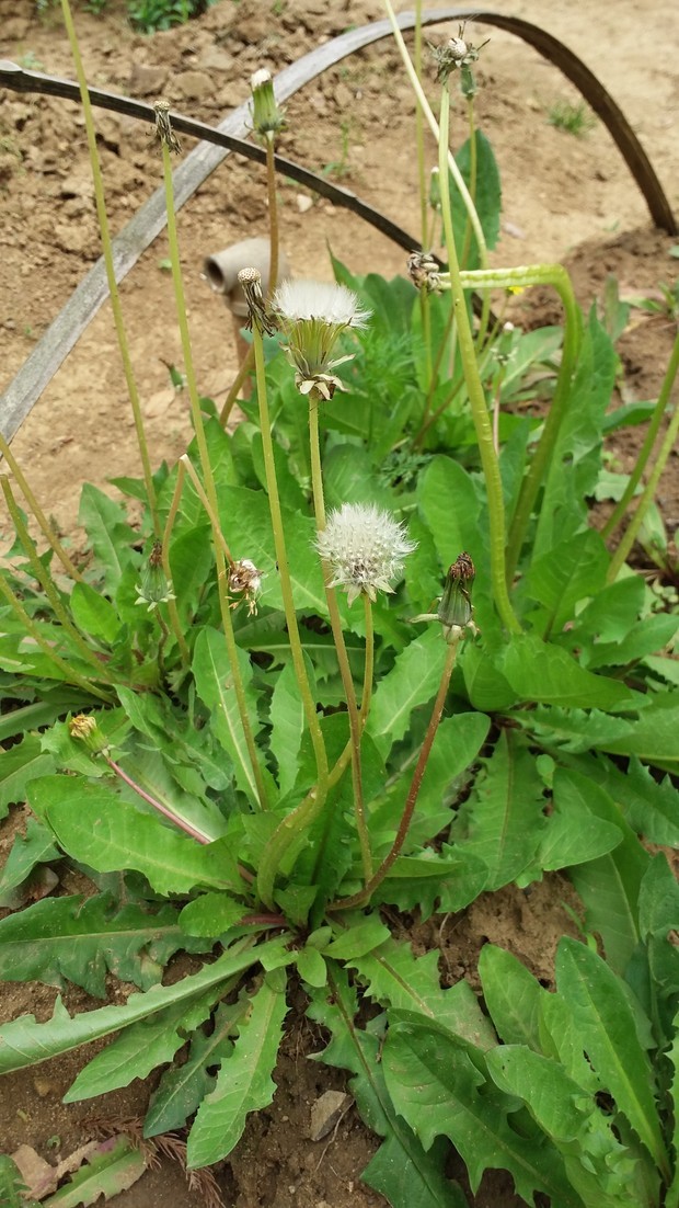 这是一种野菜啊,学名"蒲公英"