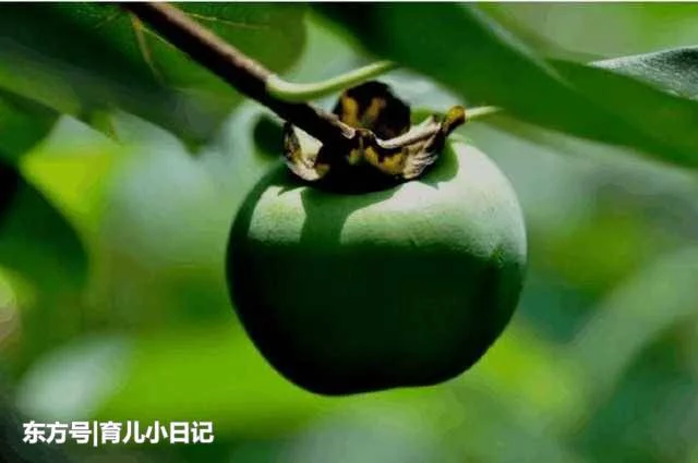 饿死也不要吃的4个食物, 别不当回事, 这关乎性命! - 咱当兵的人 - 朋友多了路好走,有缘是朋友。 t014758cef65e15c994.jpg?size=640x425