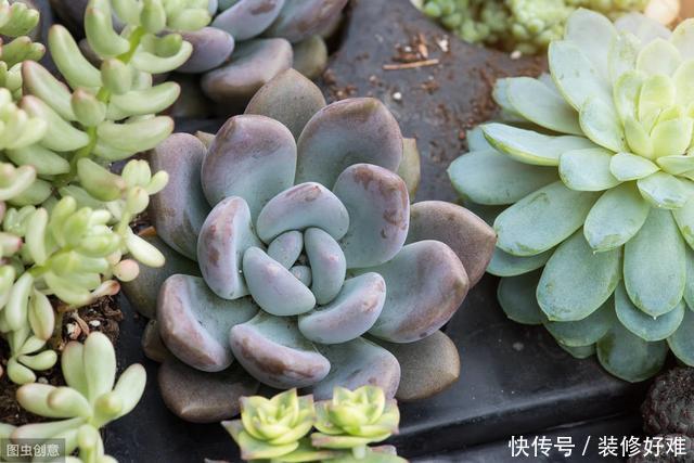 多肉植物叶子越长越瘦?这不是在减肥,而是多肉植物养护不当 澳门葡京真人网站