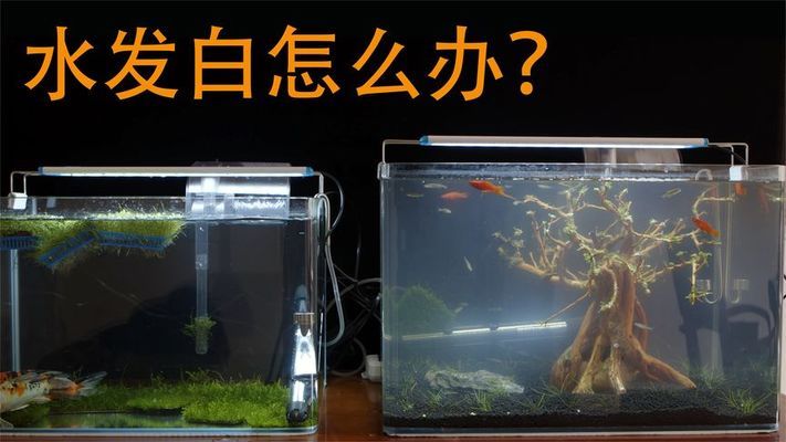 龍魚種類大全（-龍魚飼養(yǎng)過程中需要注意哪些問題） 水族問答