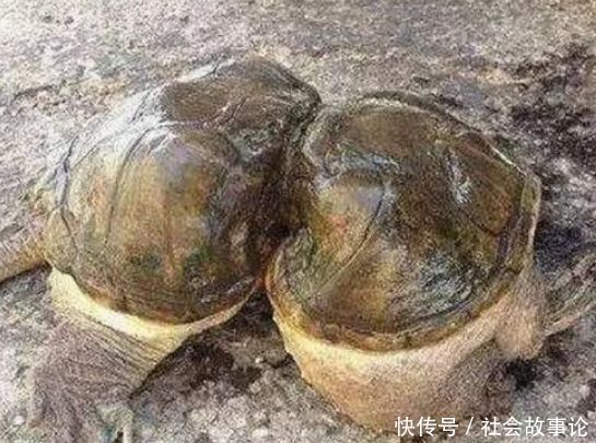 男子钓鱼时,发现 葫芦 形乌龟,仔细一看,令他感