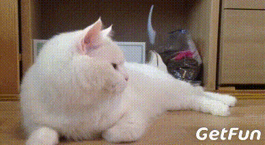 壁纸 动物 兔子 388_213 gif 动态图 动图
