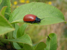 俗名:白杨金花虫 拉丁名:chrysomela populi linnaeus  所属科目:叶甲