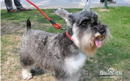 狗链子怎么套图解_360问答