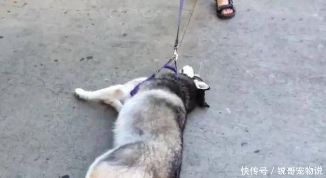 哈士奇直挺挺躺在地上,网友以为是虐狗,问了宠