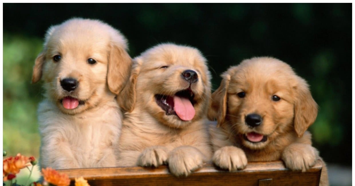 狗狗一次就生个足球队,主人内心惶恐:我的私房