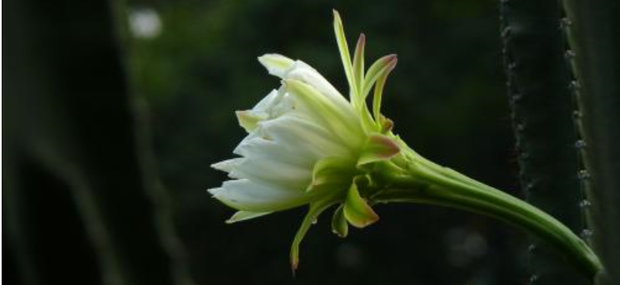 龙骨花的养殖方法修剪