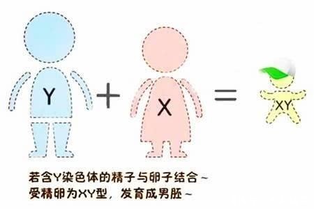 只想生个男孩,试管婴儿可以做性别选择?