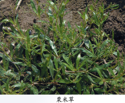粟米草