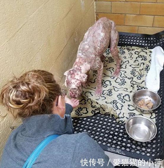 女子捡到“面目全非”的比特犬,当它用力睁开眼睛的瞬间人都哭了 盈丰国际官网