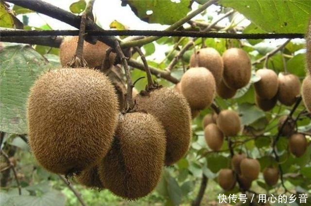 这种水果中国产量世界第一 以前很少见 现在烂