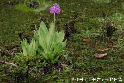 农村这种野草，名字很长，花朵让人着迷，怎知在民间是难得良药