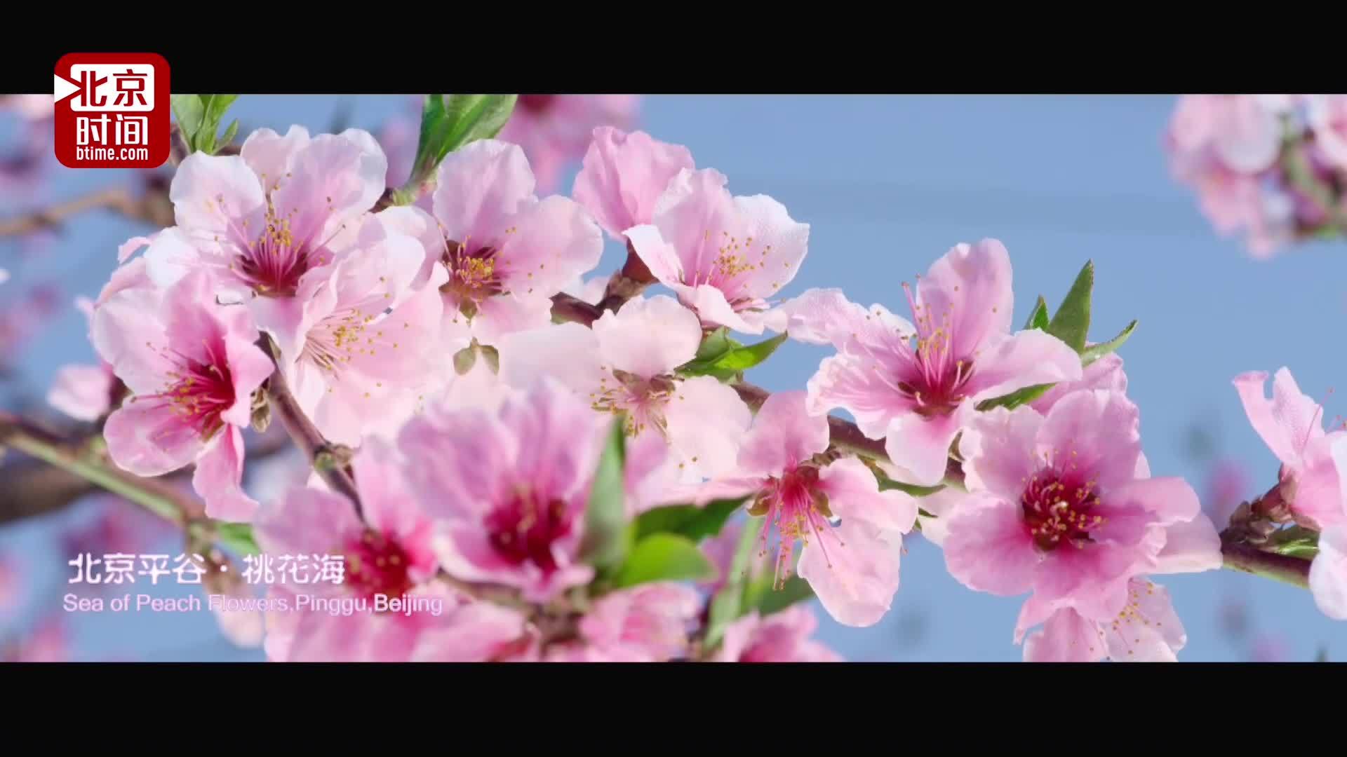 16年来花开最早22万亩 桃花海 与您相约平谷