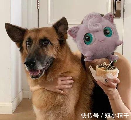 日子还是要过!郑秀文为许志安爱犬庆生