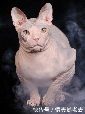 霍思燕家的小玉是什么品种 了解一下吗