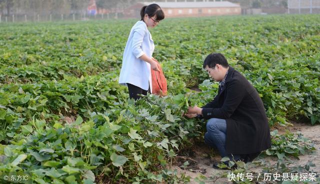 玉米丫子掰不掰？多余棒子摘不摘？红薯秧子翻不翻？别再争论了！