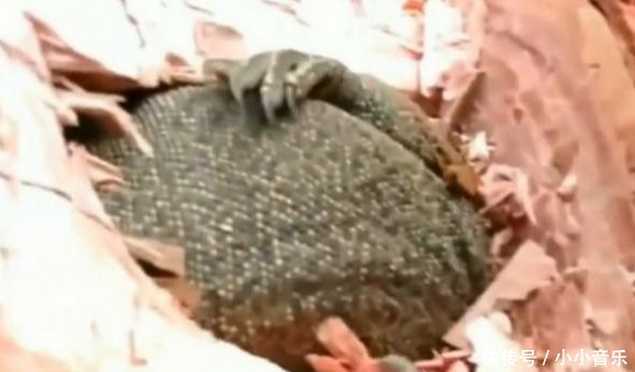 农村小伙砍树,结果听到树里有怪叫,劈开一看树也不要,直接回家