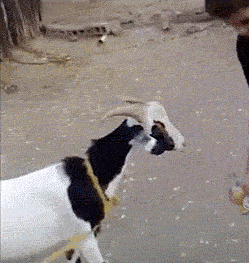 我吹了,老铁你随意