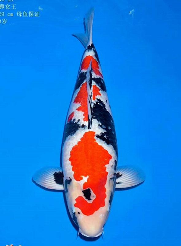 锦鲤鱼烂鳍烂肉该怎么治呢?海盐 万能药?