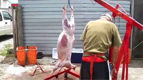 外国人真厉害,杀羊都用机器,够先进!-360视频